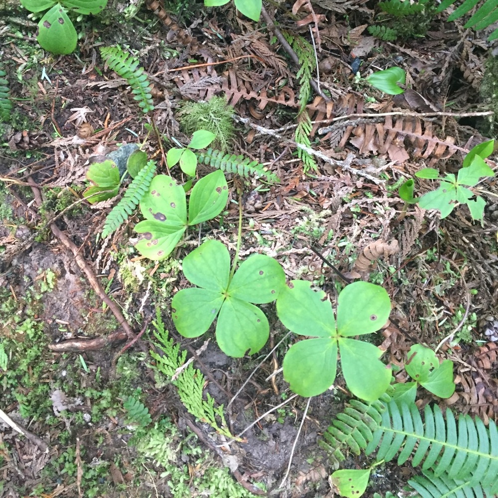 Meet your Posher, Jocelan